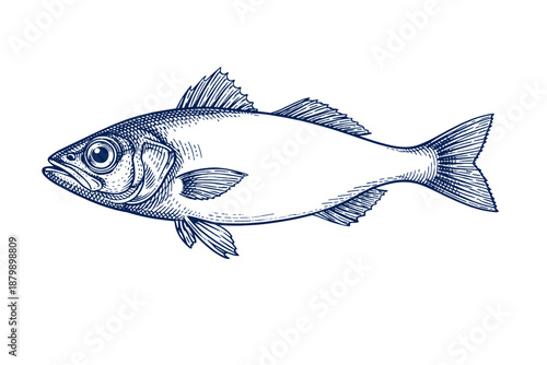 Detailed vintage blue ink sketch of a swimming fish with fins