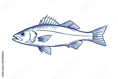 Detailed blue sketch of a fish with fins and scales on white background