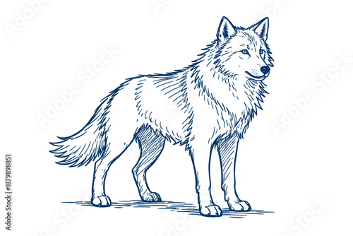 Detailed ink drawing of a majestic wolf standing with alert expression