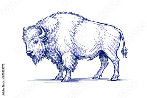 Detailed pen drawing of a majestic bison in profile