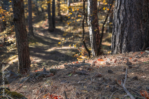 Sunlight Through Forest Trees
