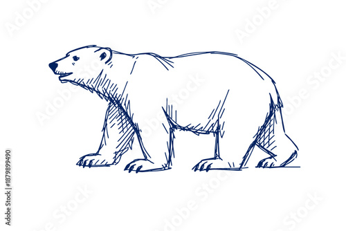 Sketch of a walking polar bear in profile view