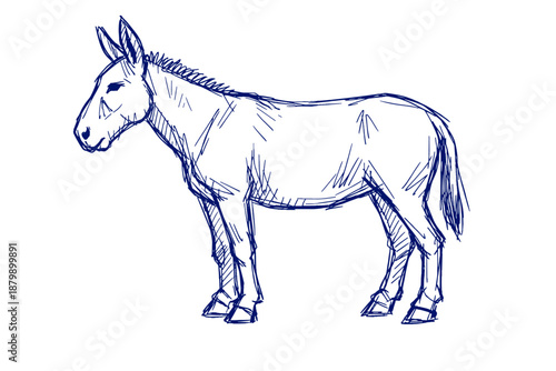 Hand-drawn sketch of standing donkey with blue ink on white background