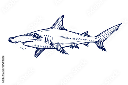 Illustration of hammerhead shark in blue ink on white background