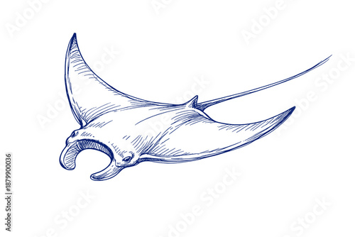 Detailed blue sketch of a manta ray on white background