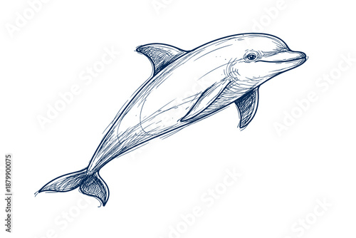 Detailed blue ink dolphin sketch on white background