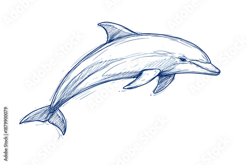 Hand-drawn blue dolphin sketch on white background