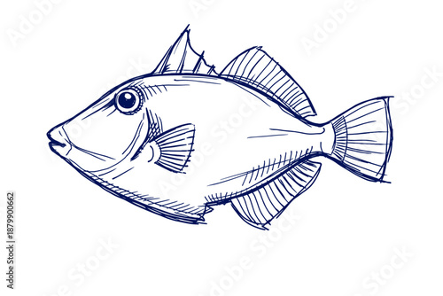 Detailed blue ink drawing of a fish with fins and scales on white background