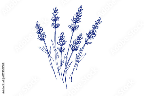 Elegant blue line art of lavender stems on white background
