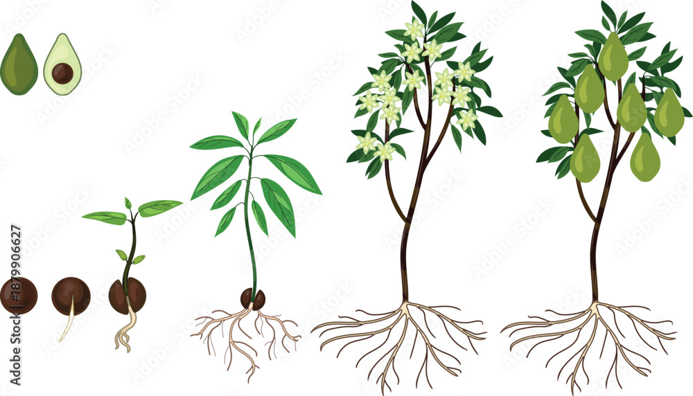 Fototapeta premium Life cycle of avocado (Persea americana) plant with root system isolated on white background. Growth stages from seed to sprout and mature fruit-bearing tree