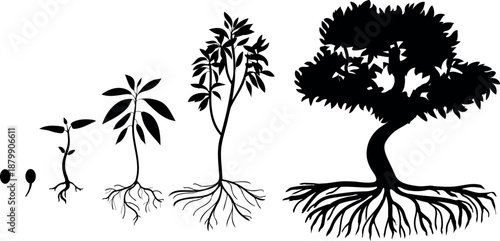 Black silhouette of life cycle abstract deciduous tree. Growth stages from seed and sprout to old tree with root system isolated on white background
