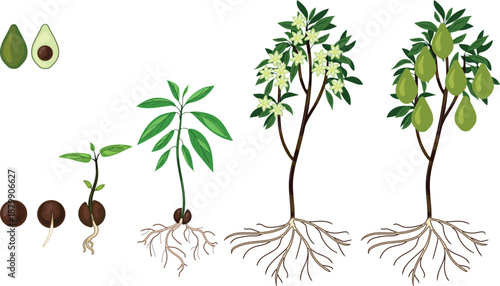 Life cycle of avocado (Persea americana) plant with root system isolated on white background. Growth stages from seed to sprout and mature fruit-bearing tree