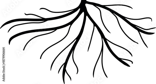 Black silhouette of root isolated on white background