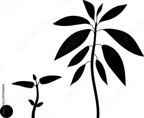 Black silhouette of life cycle of abstract plant. Growth stages from seed and sprout to old plant isolated on white background