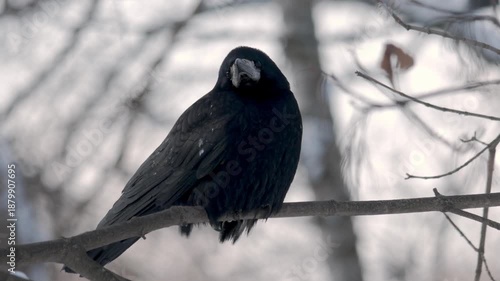 A black raven sits on a branch in winter in its natural habitat