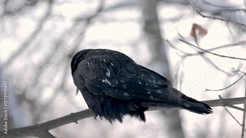Lone Black Bird On Icy Limb, Stunning Closeup Of Lone Crow In Winter Scene With Icy Branches