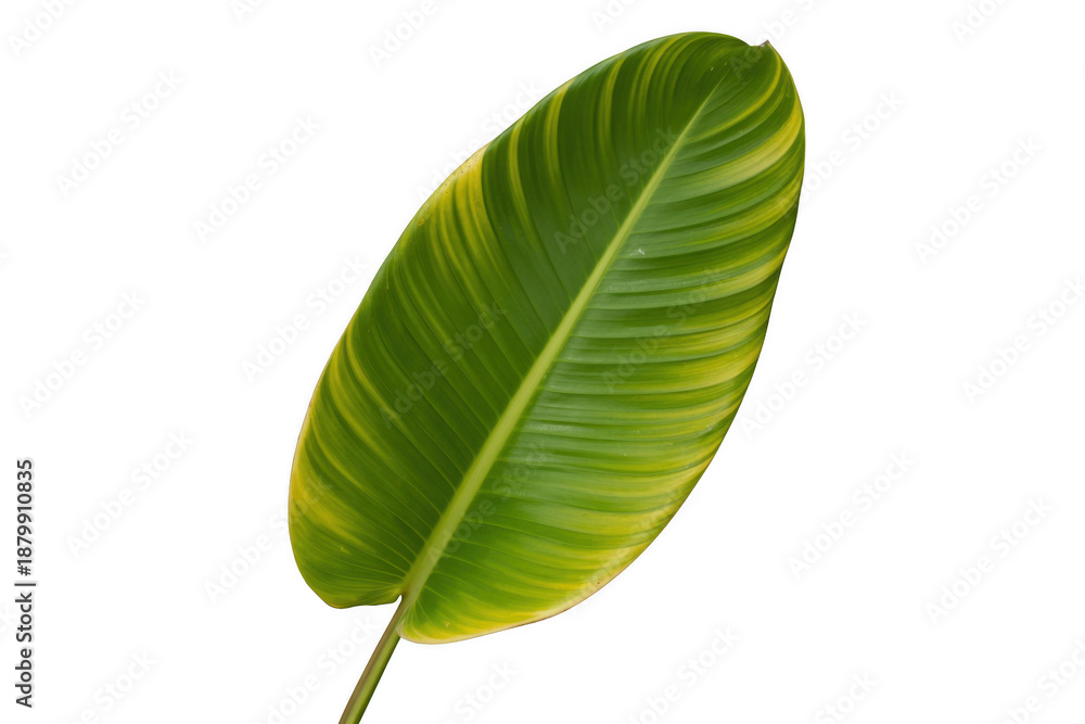 Obraz premium Green Leaf with Yellow Stripes isolated isolated on a transparent background