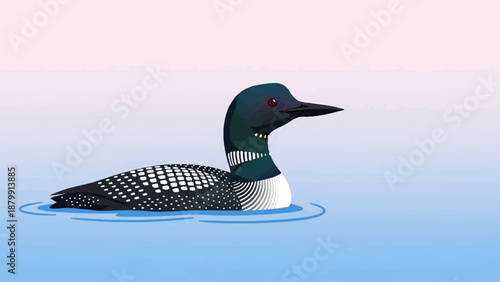 A loon with black and white plumage swims serenely on calm blue water