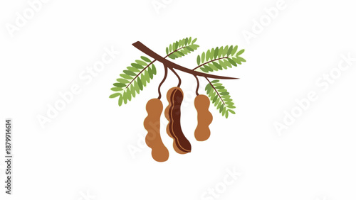 A stylized illustration of tamarind pods hanging from a branch with green leaves