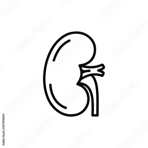 Kidney Anatomy Illustration Side View