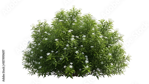Green bush with white flowers isolated on transparent background