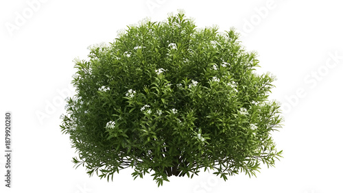 Green bush with white flowers isolated on transparent background