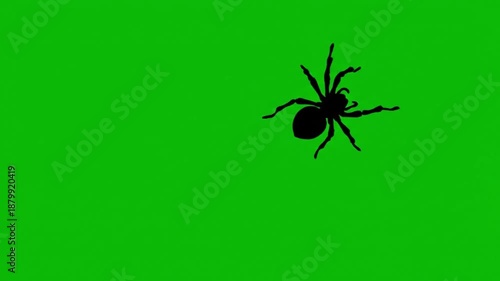 4K animation creepy halloween black spider silhouette crawling across a green screen background for spooky halloween overlays.