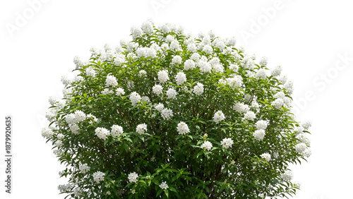 White flower bush isolated on transparent background