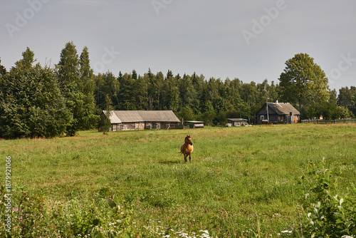 Grazing horse on green meadow near rural house