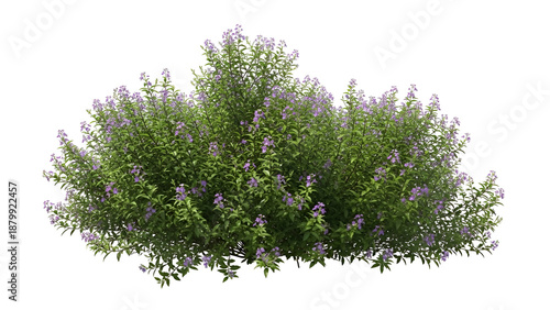 Lavender bush with purple flowers isolated on transparent background