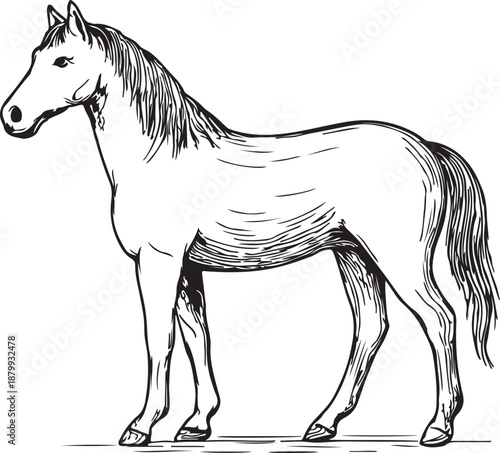 horse vector illustration