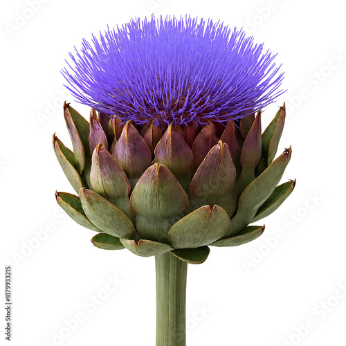 
blooming artichoke isolated on transparent background