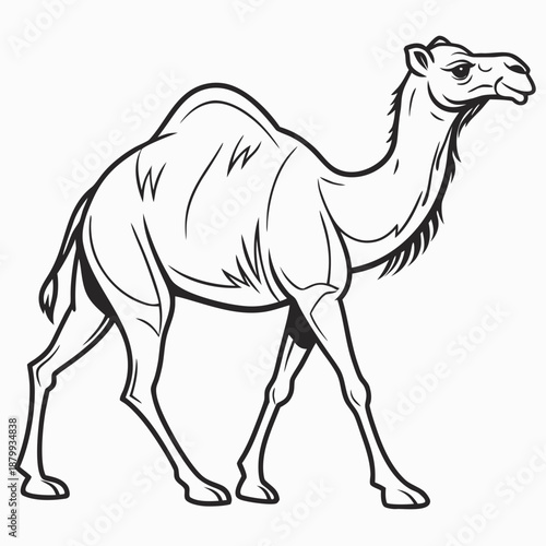 Minimalist Desert Camel Graphic Illustration on White