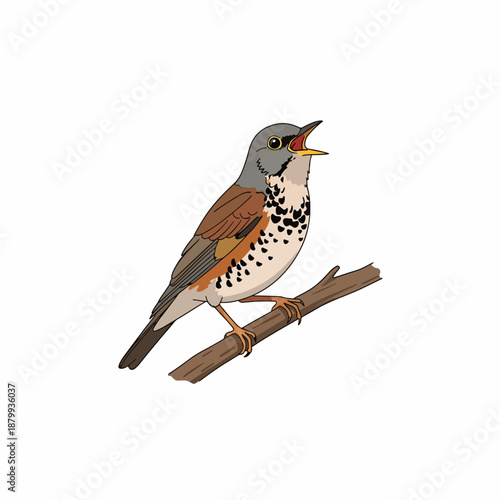 Song Thrush on Branch