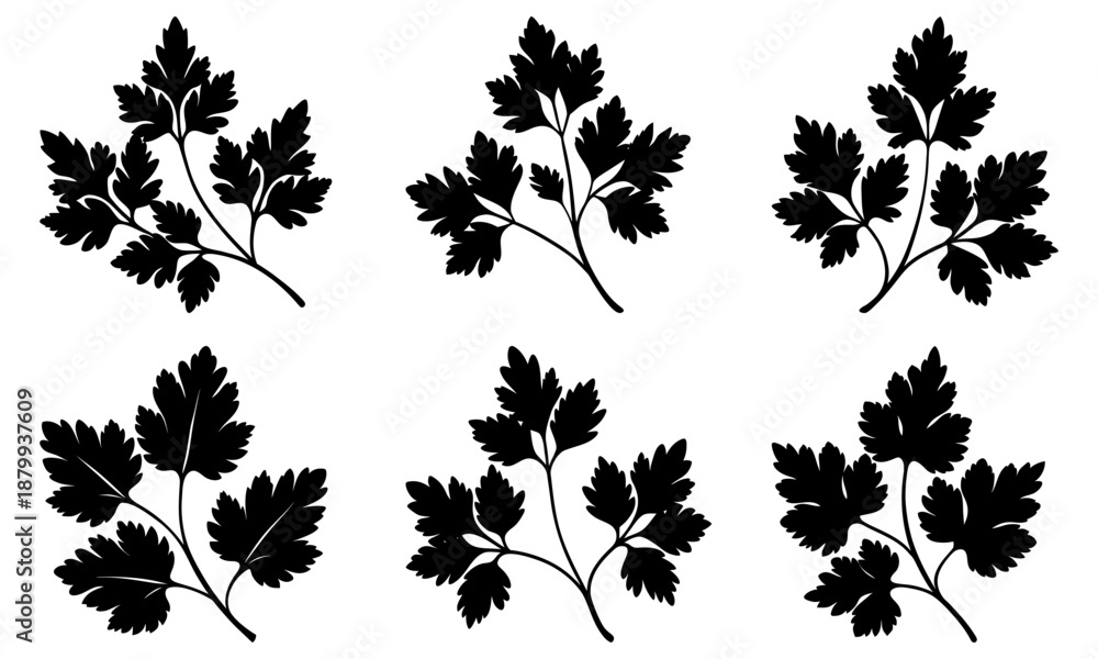 Fototapeta premium Six Black Parsley Leaf Silhouettes on White Background leaves herb 1
