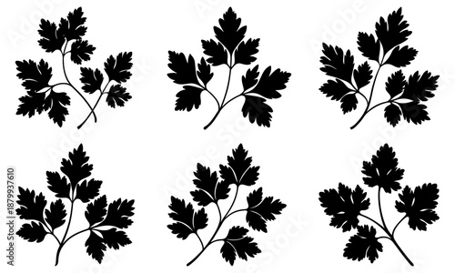 Six Black Parsley Leaf Silhouettes on White Background leaves herb