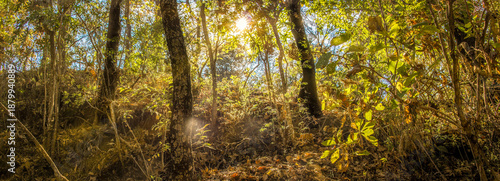 Luces a través del bosque