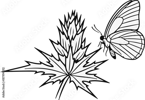 A white butterfly rests on a spiky, pointed leaf, white background