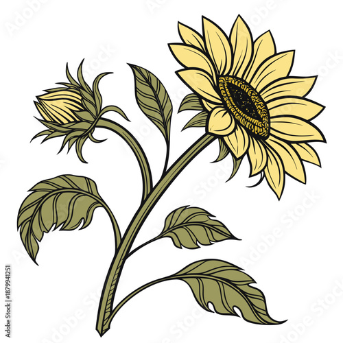 Blooming Yellow Sunflower Vector Illustration on White Background
