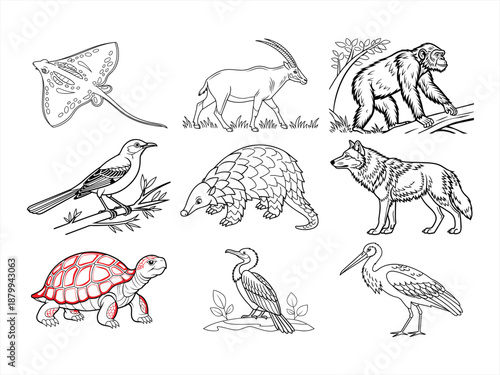coloring page line art the animal bird and flower black vector bundle