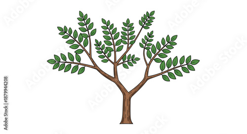 Detailed illustration of a leafy green tree with many branches and small leaves stands against a plain white background.