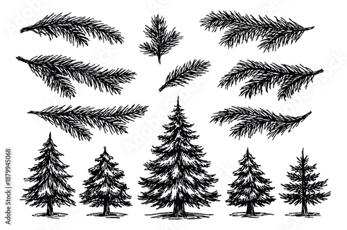 Hand drawn line art evergreen elements set featuring fir trees and pine branches for winter and Christmas decoration