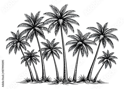 Hand drawn line art palm tree set featuring multiple tropical plants for summer vacation designs