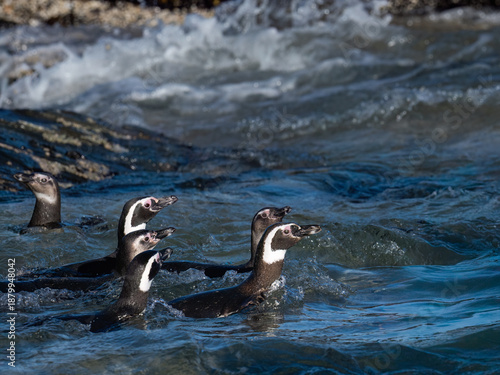 Group of Magellanic Penguins Swimming in Blue Atlantic Ocean