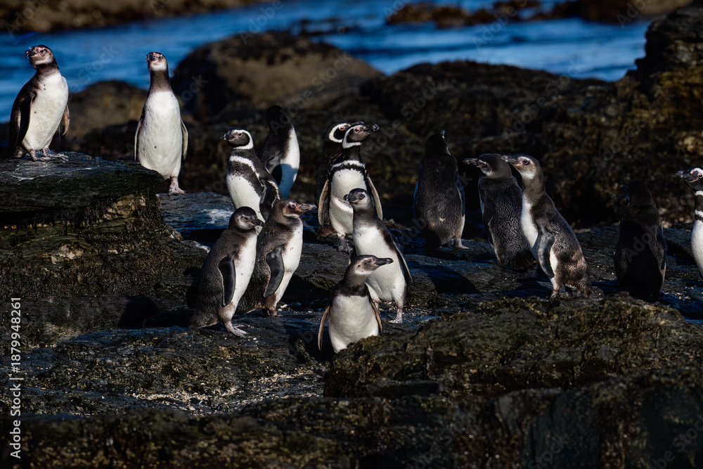 Fototapeta premium Colony of Magellanic Penguins Standing on Rocky Coastline Shoreline