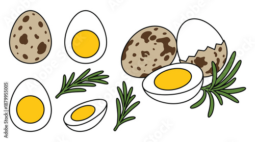 Quail eggs with rosemary sprigs vector illustration, cooking ingredients for recipes