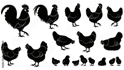 Black silhouettes of chickens and roosters on white background farm animals poultry birds graphics handmade illustration vector
