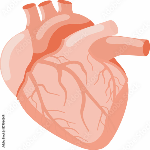 An anatomical illustration depicting a healthy human heart with major vessels