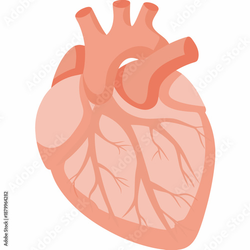 Anatomical illustration of a human heart with major vessels and chambers