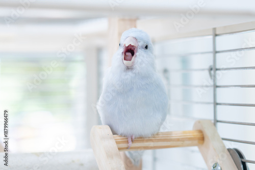 Funny Forpus parrotlet yawning with open mouth while sitting on a wooden perch.